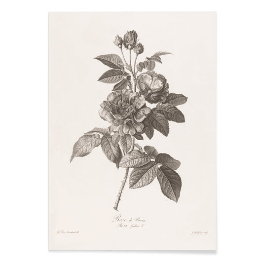 Botanical illustration of blooming Rose de Provins branch by Jean Godefroy poster, with black aluminium frame on white background