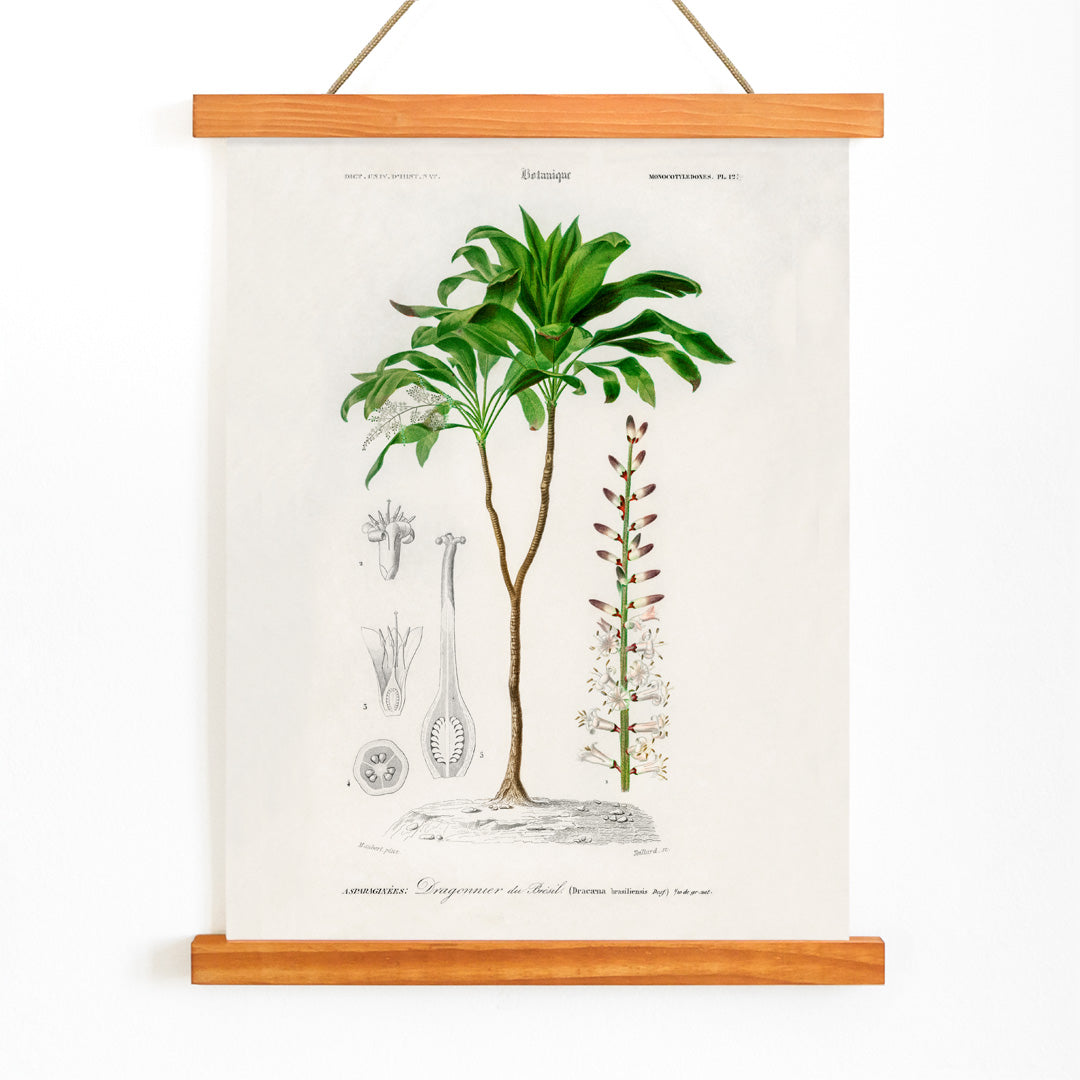 Botanical illustration poster of Dracaena brasiliensis by Charles Dessalines D Orbigny showing detailed plant features and parts, with wooden magnetic frame on white background