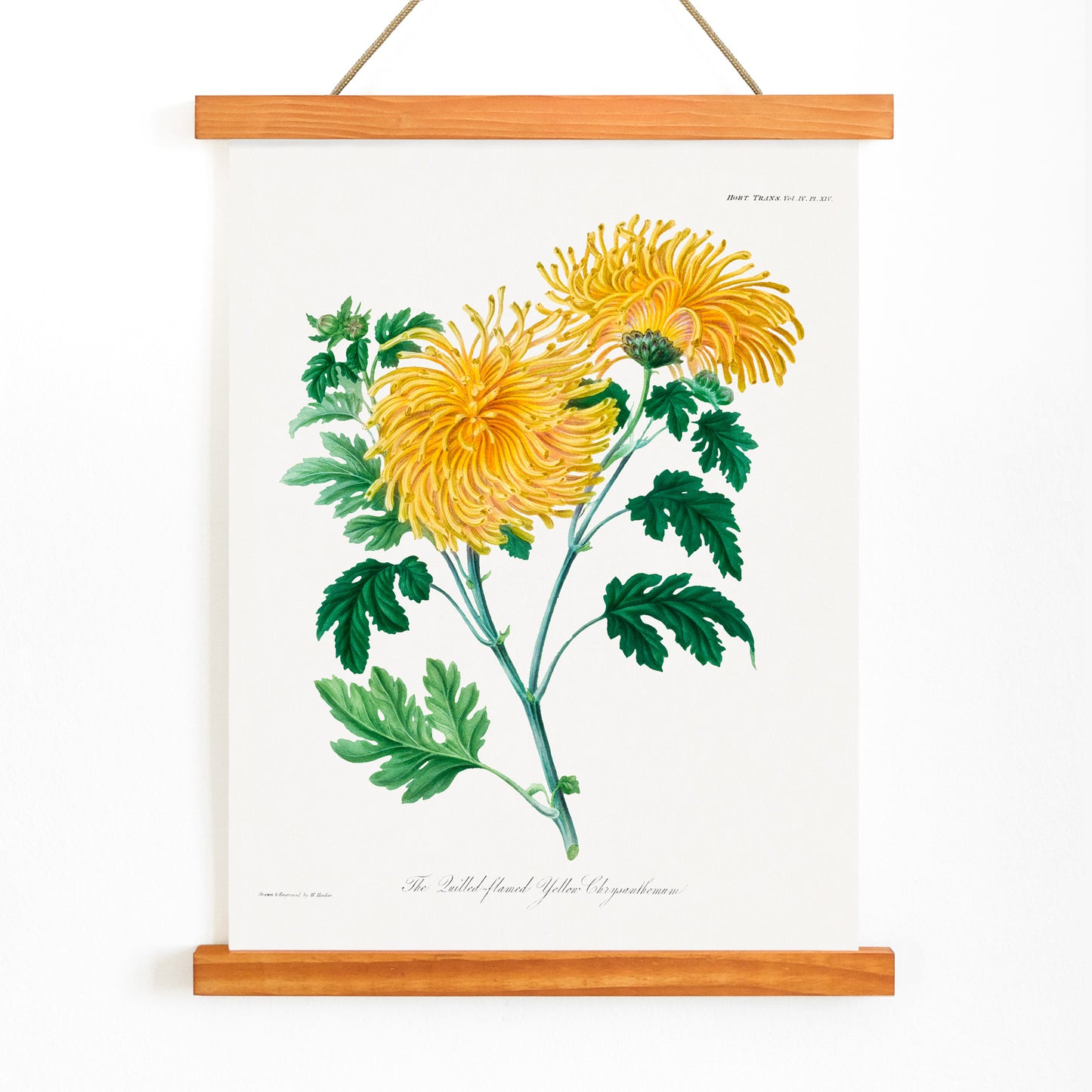 Botanical illustration poster of yellow chrysanthemum flowers and green leaves The Lulled Flame by William Jackson Hooker, with wooden magnetic frame on white background