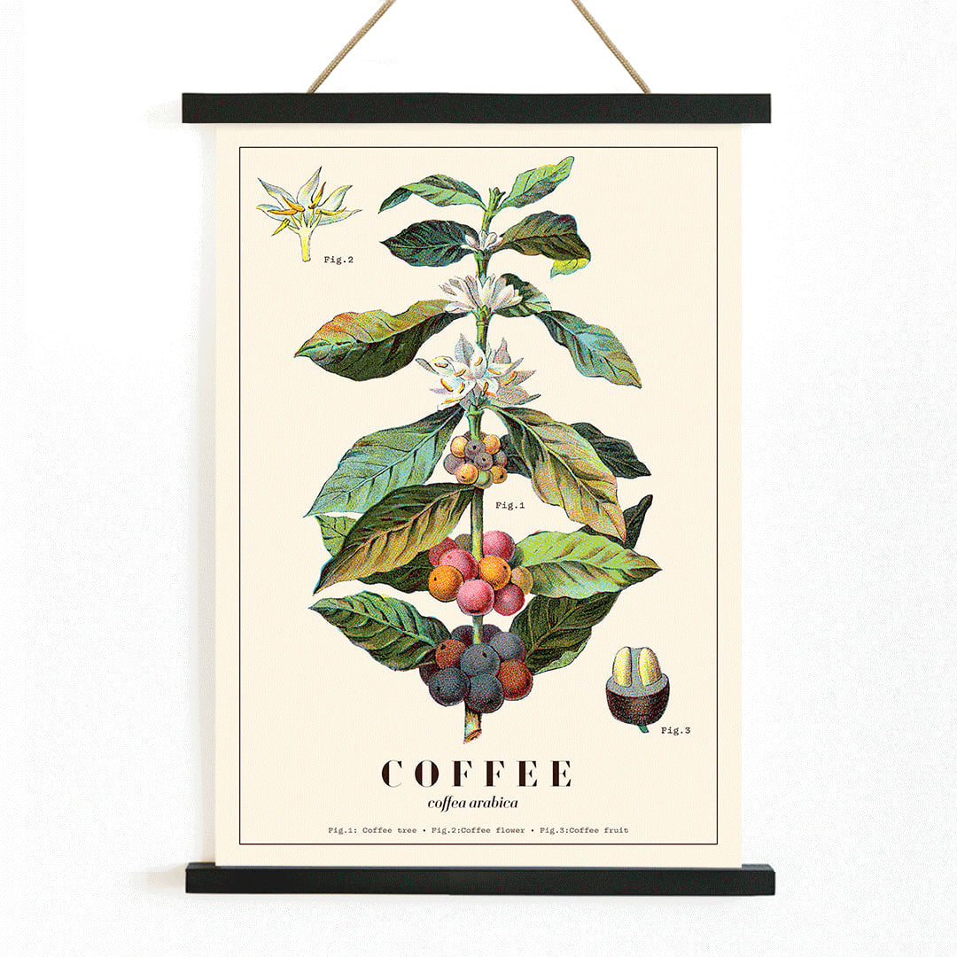 Botanical illustration of Coffea arabica plant with fruits and flowers by Davis Sacker and Perkins, with wooden magnetic frame on white background