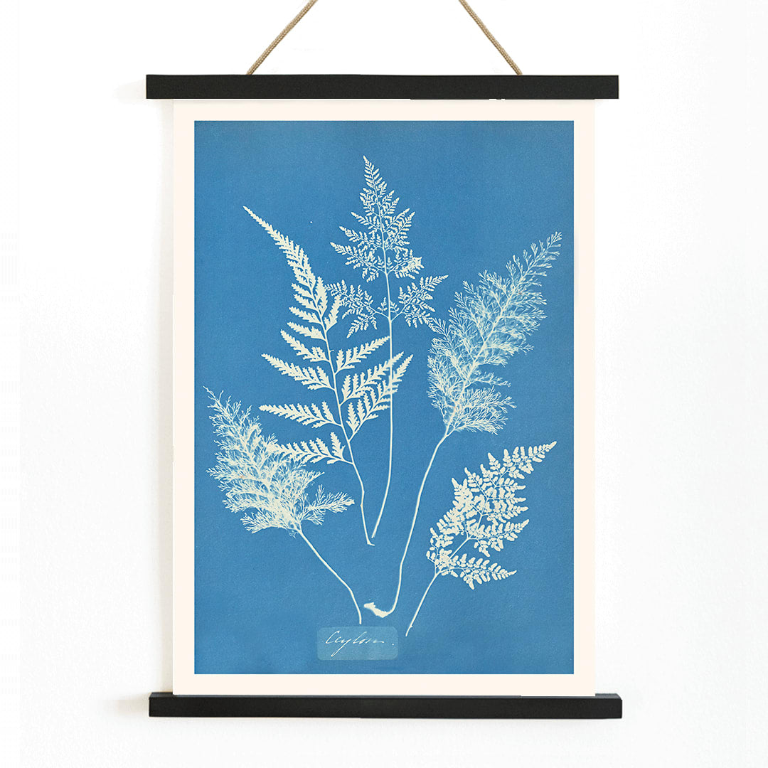 Botanical cyanotype art print titled Ceylon by Anna Atkins featuring delicate white fern leaves on a blue background, with wooden magnetic frame on white background