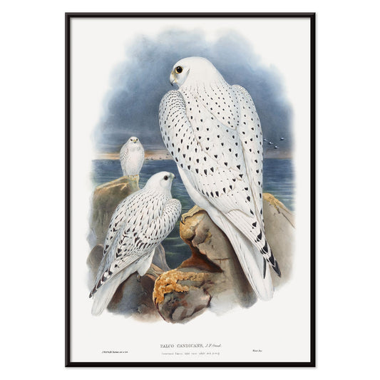 Greenland Falcon artwork by John Gould showing three white falcons perched on rocky cliffs by the sea with a cloudy sky, with black aluminium frame on white background
