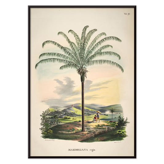 Maximiliana regia palm tree landscape illustration and poster from Historia Naturalis Palmarum by Carl Friedrich Philipp von Martius, with black aluminium frame on white background