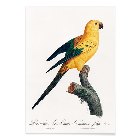 Colorful Sun Parakeet perched on branch illustration by Francois Levaillant from Natural History of Parrots artwork poster, with black aluminium frame on white background