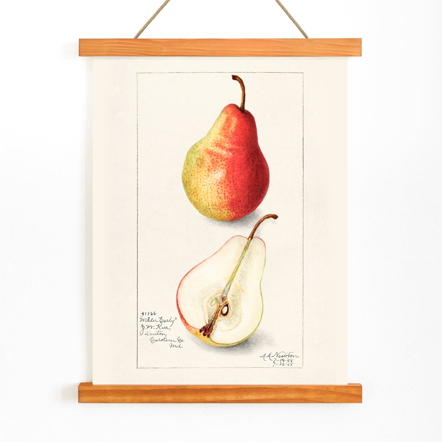 Botanical illustration and poster of ripe pear whole and sliced Pear Pyrus Communis by Amanda Almira Newton, with wooden magnetic frame on white background