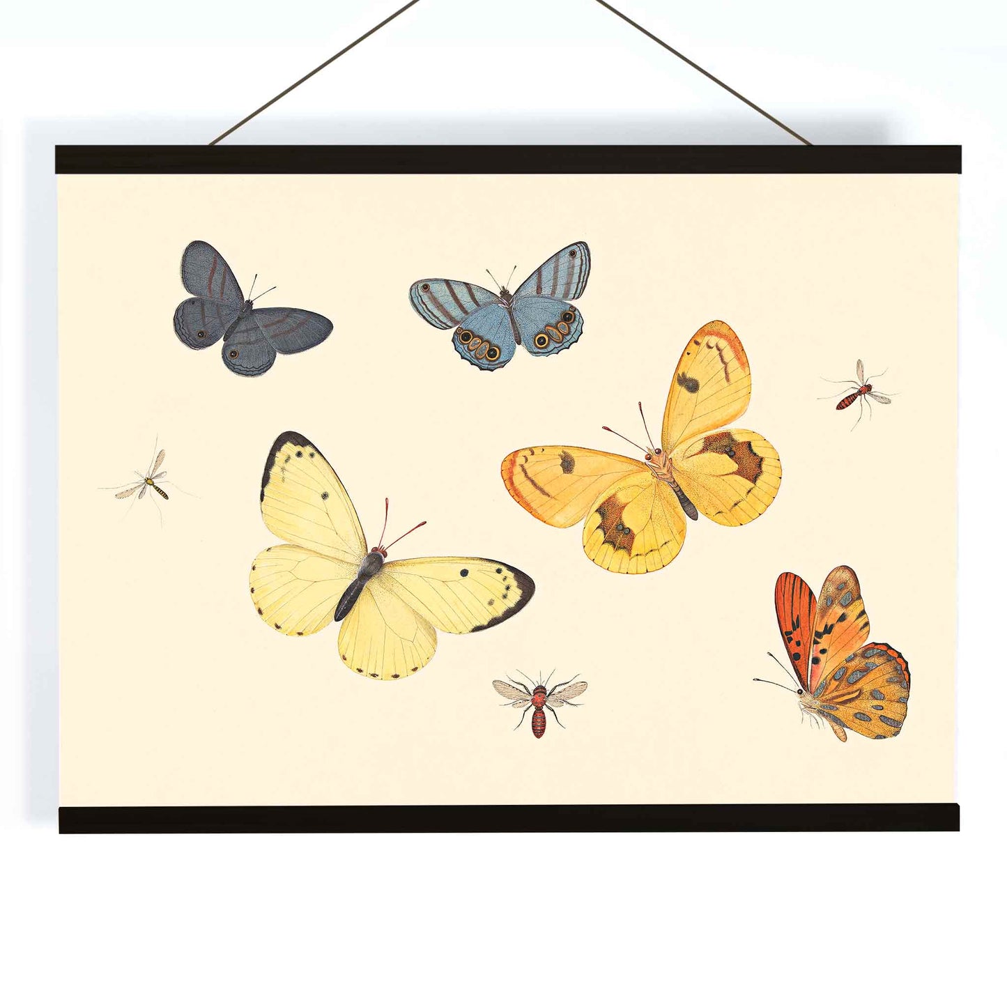 Illustration and poster of butterflies wasp and flies from Five Butterflies a Wasp and Two Flies by Pieter Withoos, with wooden magnetic frame on white background