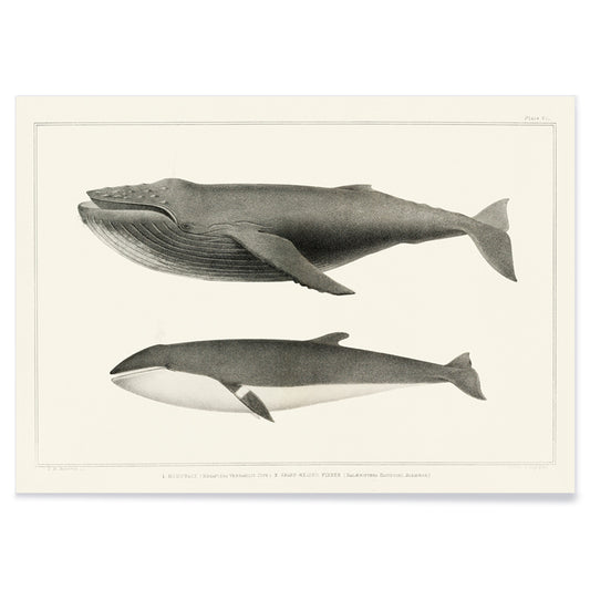 Humpback whale and minke whale illustration and poster by Charles Melville Scammon from Natural history of the cetaceans, with black aluminium frame on white background
