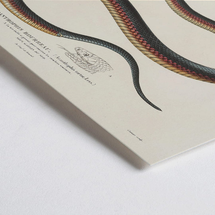 Closeup detail of Detailed illustration of a coiled snake by Louis-Isidore Duperrey from Voyage autour du monde Pl.006 poster