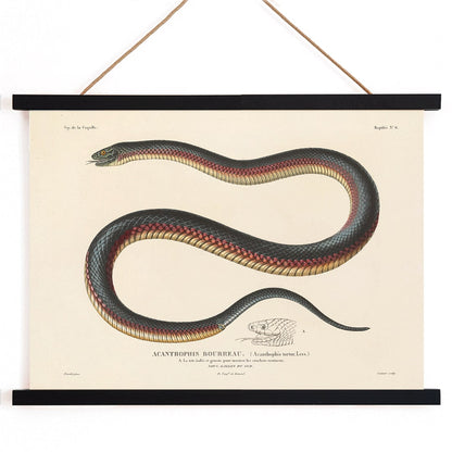 Detailed illustration of a coiled snake by Louis-Isidore Duperrey from Voyage autour du monde Pl.006 poster, with wooden magnetic frame on white background
