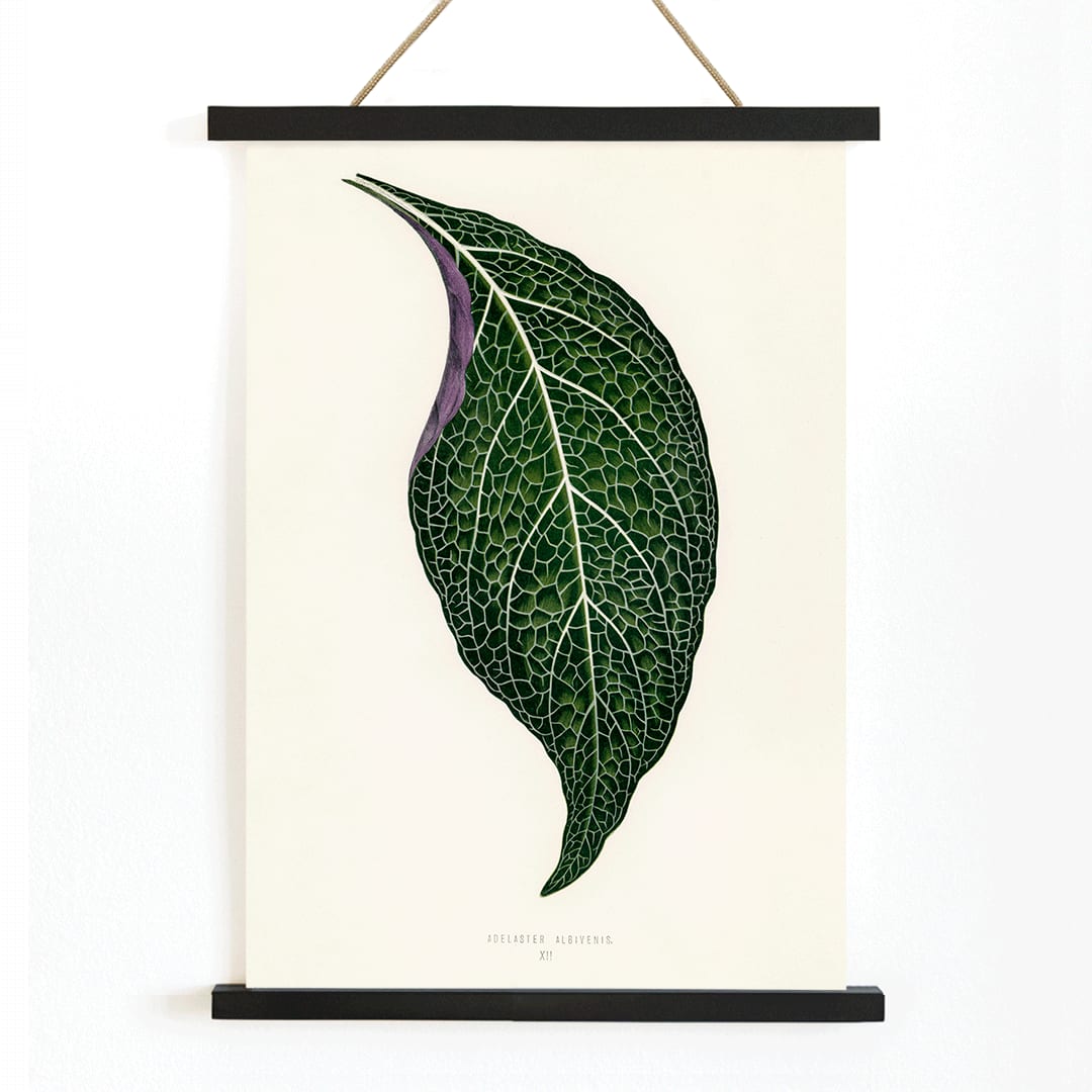Detailed botanical illustration poster of Adelaster Albivenis by Shirley Hibberd showing a green leaf with purple veins, with wooden magnetic frame on white background