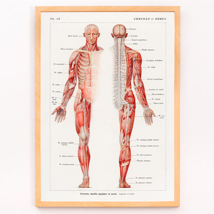 Closeup detail of Antique anatomical illustration poster of the human nervous system by Galtier-Boissiere and Emile featuring cerveau moelle epiniere et nerfs