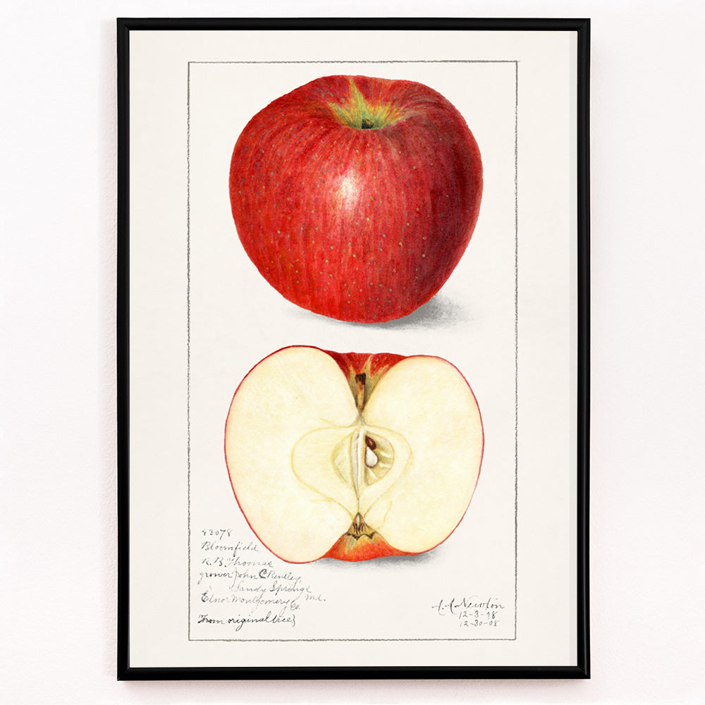 Closeup detail of Botanical illustration poster of whole and sliced apple Apples Malus Domestica by Amanda Almira Newton