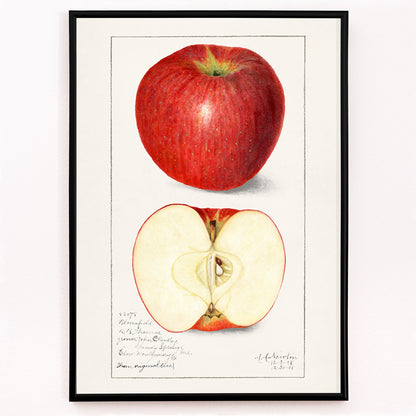 Closeup detail of Botanical illustration poster of whole and sliced apple Apples Malus Domestica by Amanda Almira Newton