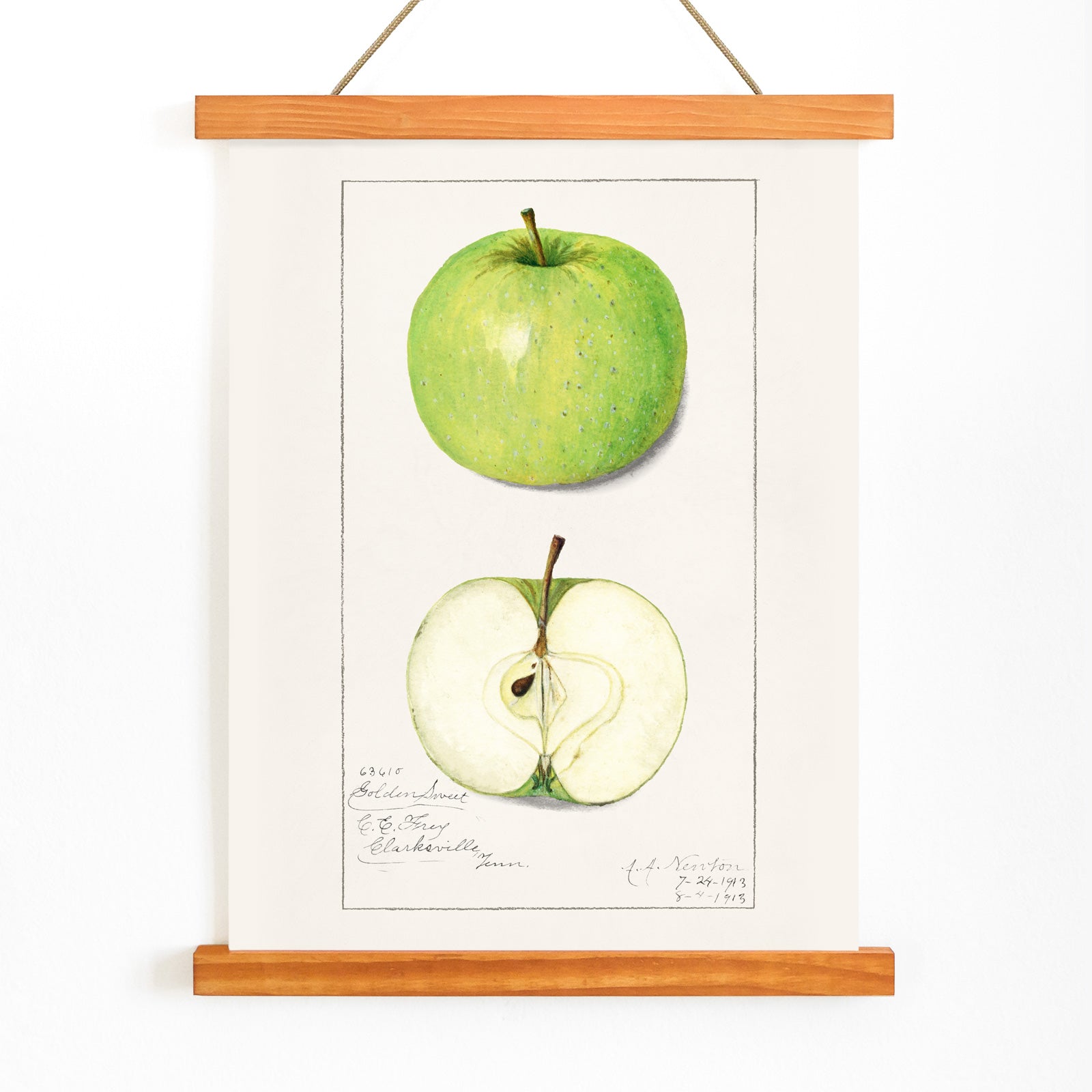 Green apple whole and sliced botanical illustration and poster artwork Apples Malus Domestica by Amanda Almira Newton, with wooden magnetic frame on white background