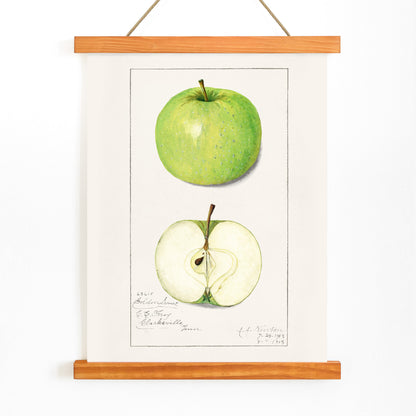 Green apple whole and sliced botanical illustration and poster artwork Apples Malus Domestica by Amanda Almira Newton, with wooden magnetic frame on white background