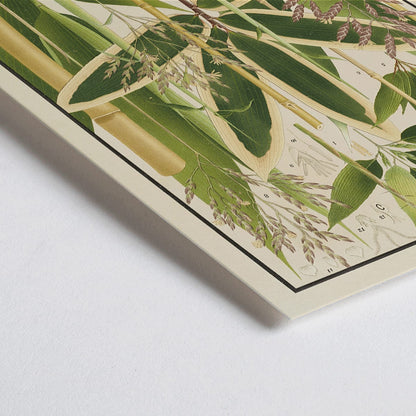 Closeup detail of Botanical illustration and poster of various bamboo species from Japan by Yasuyoshi Shirasawa Icones of the bamboos of Japan Nihon chikurui zufu Pl 11 detailed botanical artwork