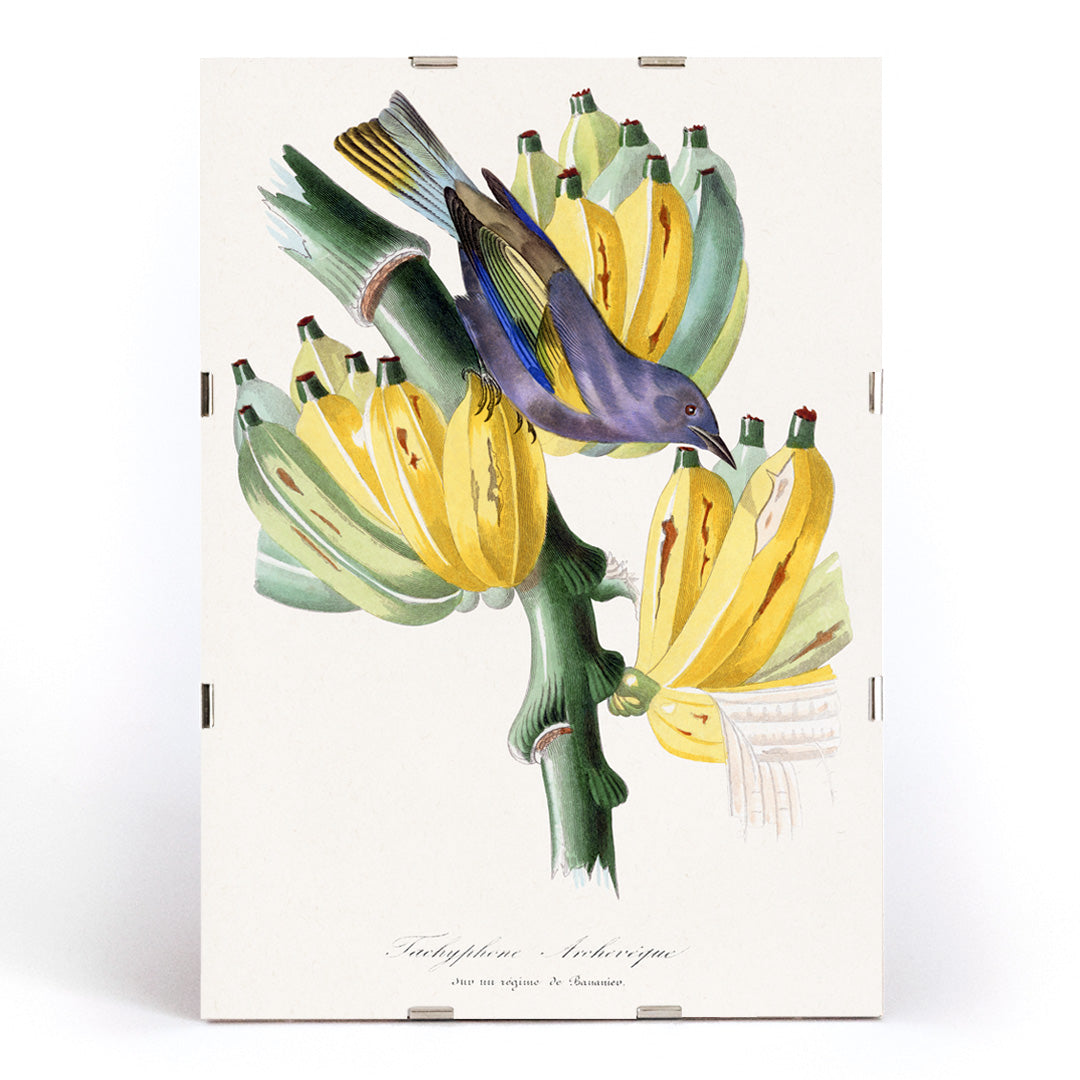 Colorful Tachyphone archeveque bird perched on banana tree illustration from Le Jardin Des Plantes by Paul Gervais wall decor poster, framed and displayed in modern living room decor