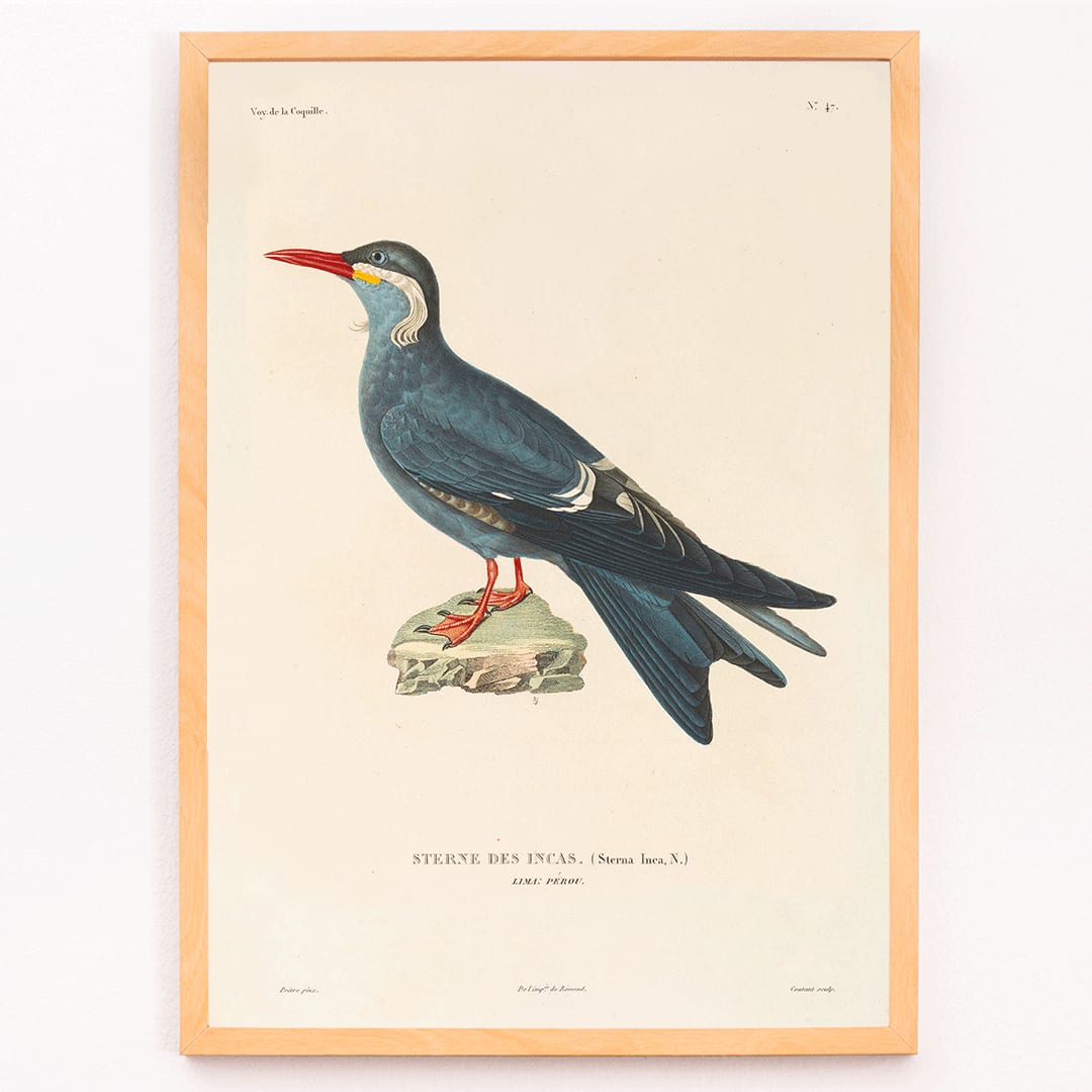 Stern des Incas bird illustration and poster by Louis Isidore Duperrey from Voyage autour du monde Pl 153 bird standing on rock, framed and displayed in modern living room decor