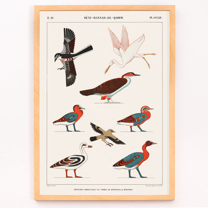 Closeup detail of Colorful ancient Egyptian bird illustrations by Jean Francois Champollion from tomb paintings of Nevoethph and Menothph poster