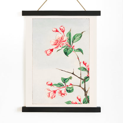 Botanical illustration and poster of pink and red cherry blossom branch with green leaves Kaido pyrus spectabalis by Megata Morikaga, with wooden magnetic frame on white background