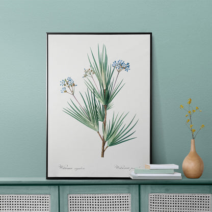 Botanical illustration poster of blue star flowers by Pierre Joseph Redoute from Les liliacees artwork, framed and displayed in home decor