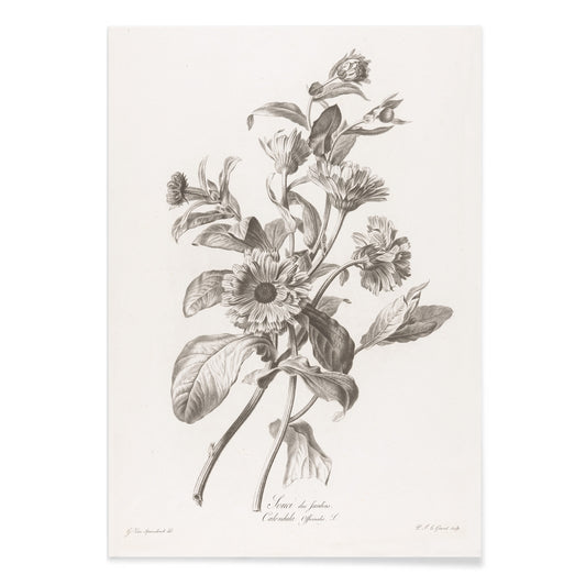 Black and white botanical illustration of marigold flowers by Pierre Francois Legrand titled Black and White Marigold poster, with black aluminium frame on white background