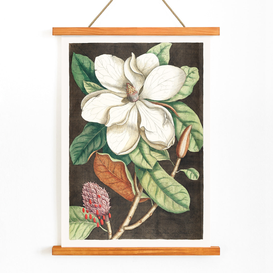 Laurel Tree Magnolia altissima botanical illustration and poster from The natural history of Carolina Florida and the Bahama Islands by Mark Catesby, with wooden magnetic frame on white background