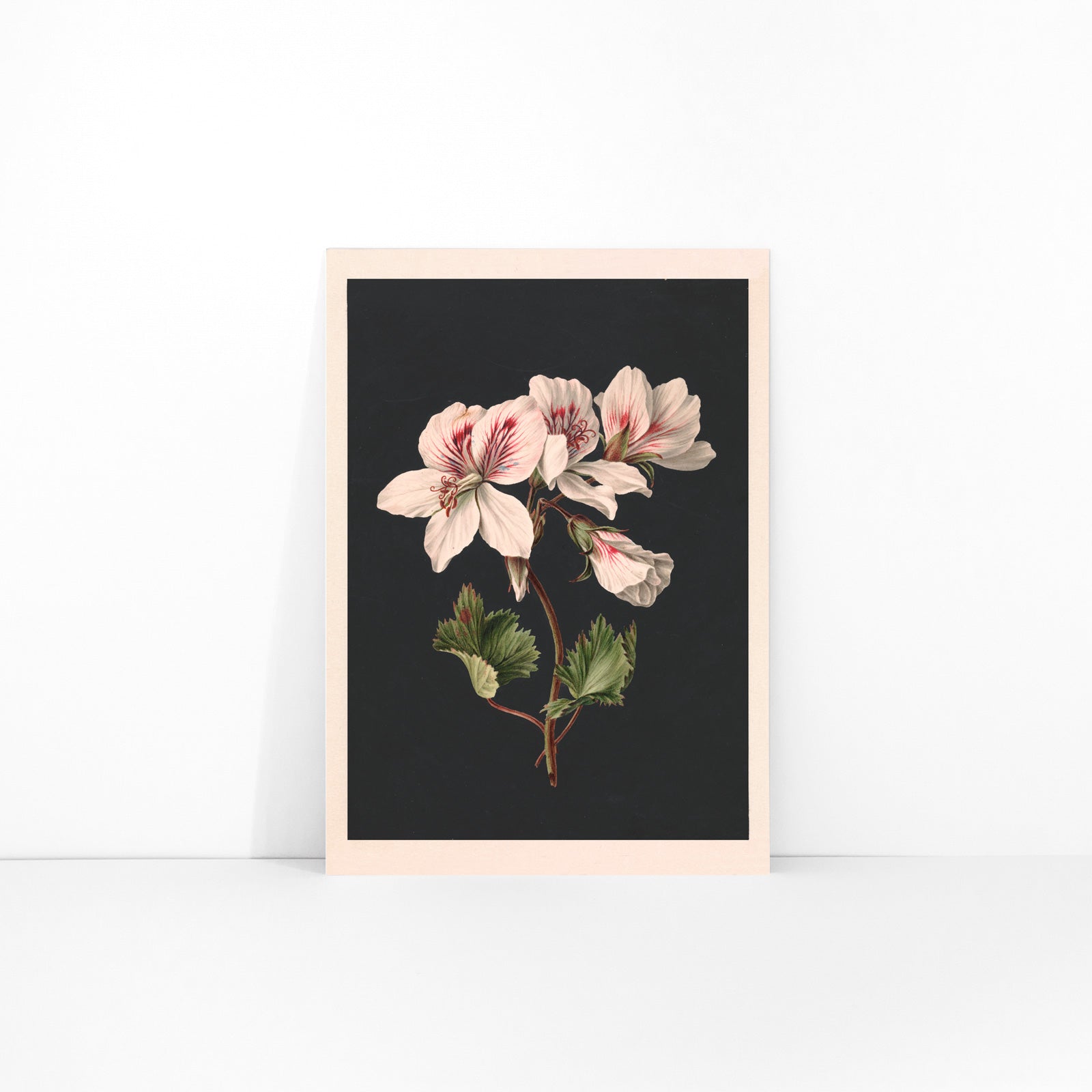 Botanical illustration of Pelargonium flower by M de Gijselaar with white petals and green leaves on dark background poster wall decor, framed and displayed in modern living room decor