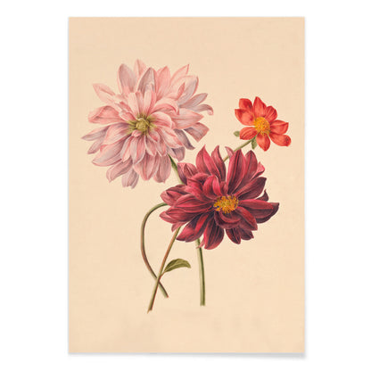 Botanical illustration poster of colorful dahlias in soft pink red and burgundy by Willem Hekking, with black aluminium frame on white background