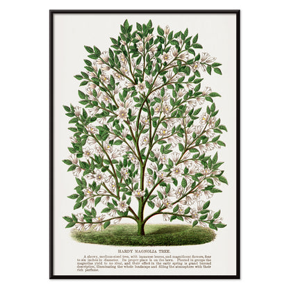 Hardy Magnolia tree with white flowers botanical illustration and poster from Botanical Specimen artwork by Rochester titled Hardy Magnolia lithograph, with black aluminium frame on white background