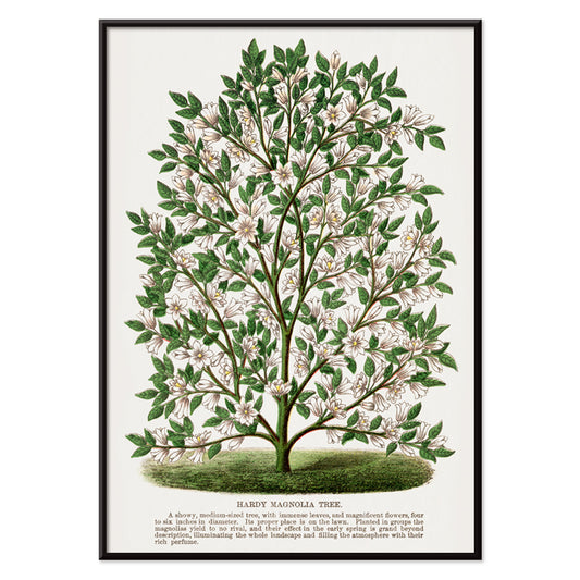 Hardy Magnolia tree with white flowers botanical illustration and poster from Botanical Specimen artwork by Rochester titled Hardy Magnolia lithograph, with black aluminium frame on white background