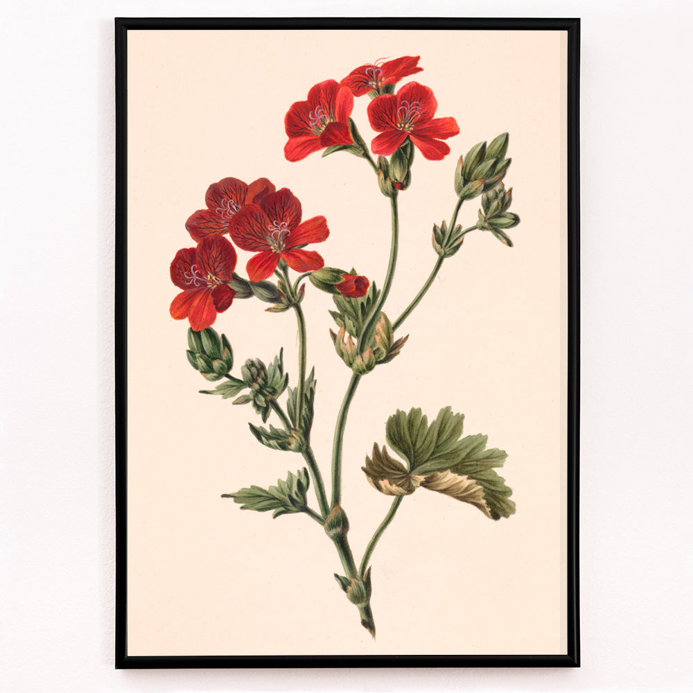 Closeup detail of Botanical illustration of red flowers with green leaves by M de Gijselaar poster artwork