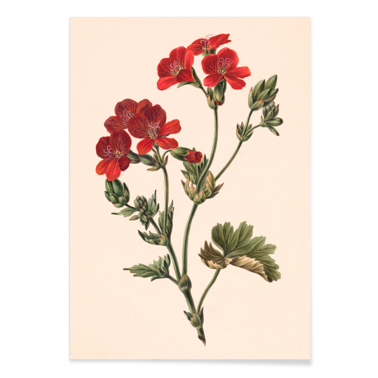 Botanical illustration of red flowers with green leaves by M de Gijselaar poster artwork, with black aluminium frame on white background