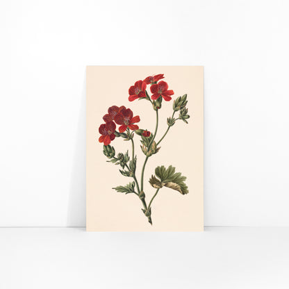 Botanical illustration of red flowers with green leaves by M de Gijselaar poster artwork, framed and displayed in modern living room decor