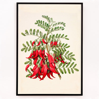 Closeup detail of Antique plant Kowhai Clianthus puniceus botanical illustration and poster with red flowers and green leaves by Sarah Featon