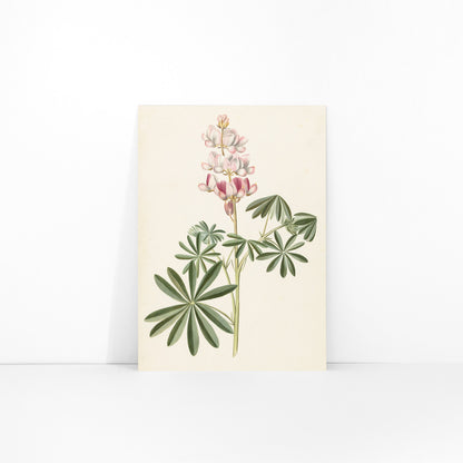 Botanical illustration poster of lupine flowers with green leaves by Alida Withoos, framed and displayed in modern living room decor