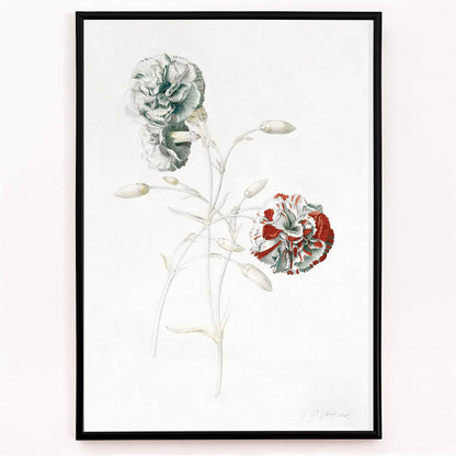 Closeup detail of Botanical illustration of carnations titled Carnations by Georg Dionysius Ehret detailed flower artwork poster