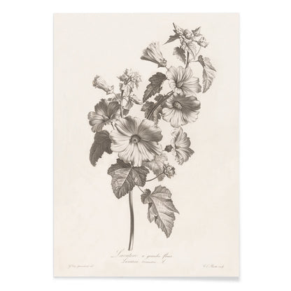 Botanical illustration and poster of large-flowered lavatera with detailed leaves and blooms by Louis Charles Ruotte artwork, with black aluminium frame on white background