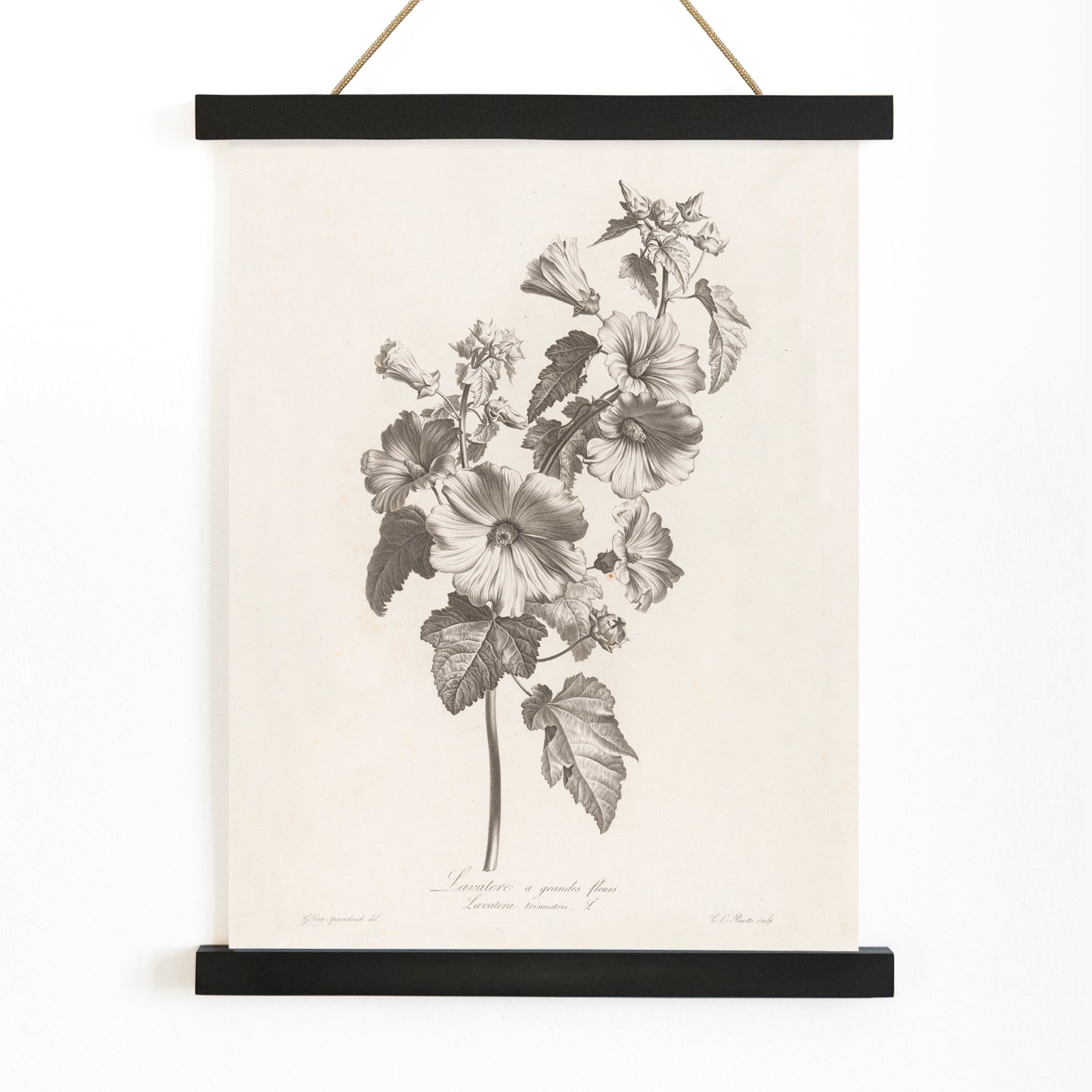 Botanical illustration and poster of large-flowered lavatera with detailed leaves and blooms by Louis Charles Ruotte artwork, with wooden magnetic frame on white background