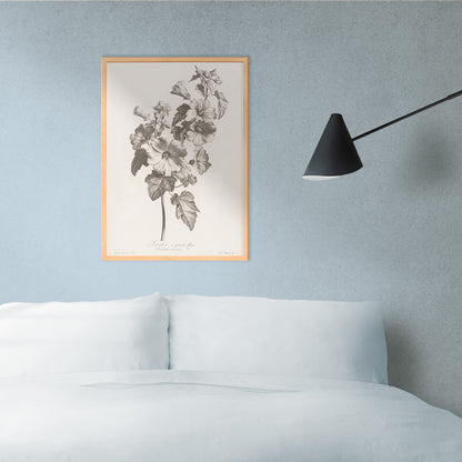 Botanical illustration and poster of large-flowered lavatera with detailed leaves and blooms by Louis Charles Ruotte artwork, framed and displayed in home decor