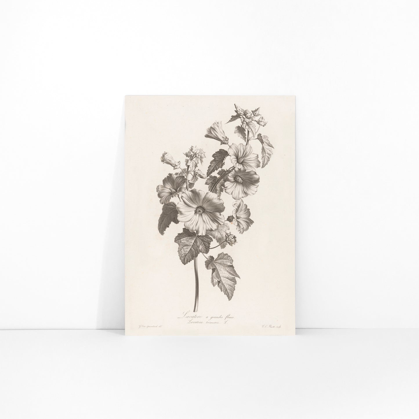 Botanical illustration and poster of large-flowered lavatera with detailed leaves and blooms by Louis Charles Ruotte artwork, framed and displayed in modern living room decor
