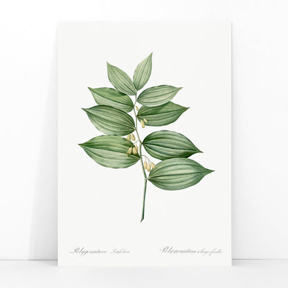King Solomons seal botanical illustration and poster by Pierre-Joseph Redoute from Les liliacees botanical artwork, framed and displayed in modern living room decor