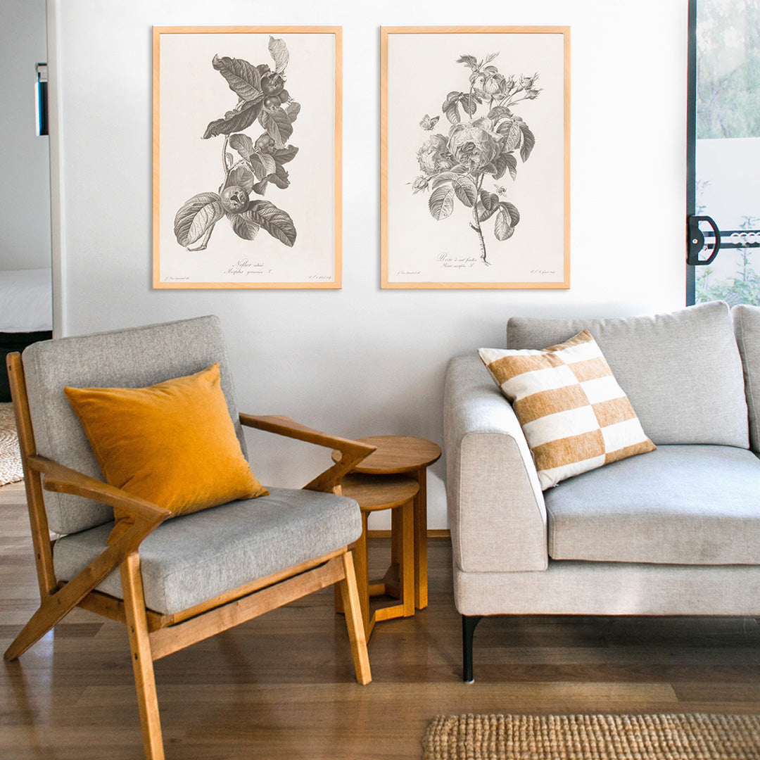 Black and white botanical illustration of medlar fruit and leaves by Pierre Francois Legrand, framed and displayed in home decor