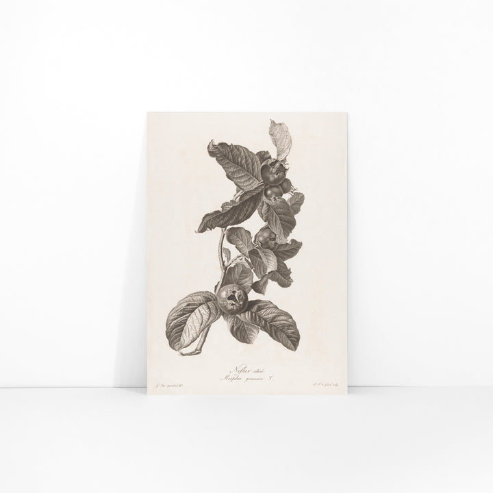 Black and white botanical illustration of medlar fruit and leaves by Pierre Francois Legrand, framed and displayed in modern living room decor
