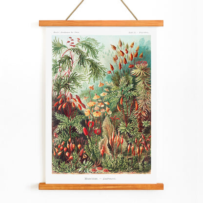 Vibrant botanical illustration of mosses plants and fungi by Ernst Haeckel Muscinae Laubmoose Kunstformen der Natur poster, with wooden magnetic frame on white background