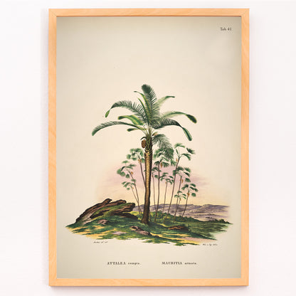 Closeup detail of Botanical illustration of Attalea compta palm trees by Carl Friedrich Philipp von Martius from Historia Naturalis Palmarum artwork poster