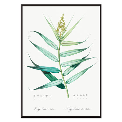 Botanical bush cane illustration with green leaves by Pierre-Joseph Redoute from Les liliacees artwork poster, with black aluminium frame on white background