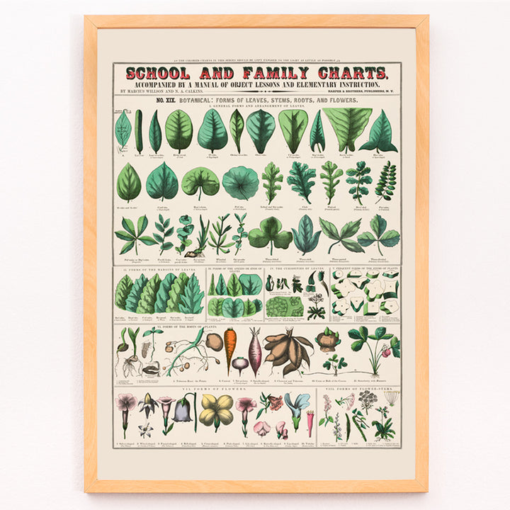 Closeup detail of Botanical illustration and poster of leaves stems roots and flowers by Marcius Willson and Norman A Calkins school and family charts