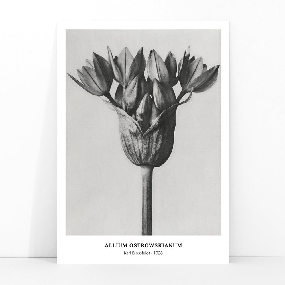 Black and white close up photograph of Allium Ostrorowskianum ornamental onion by Karl Blossfeldt from Urformen der Kunst poster artwork, framed and displayed in modern living room decor