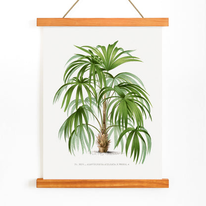 Botanical illustration poster of a palm plant from Les Palmiers Histoire Iconographique by Oswald de Kerchove de Denterghem, with wooden magnetic frame on white background